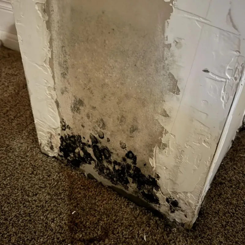 Professional Mold Removal in Greenville, SC